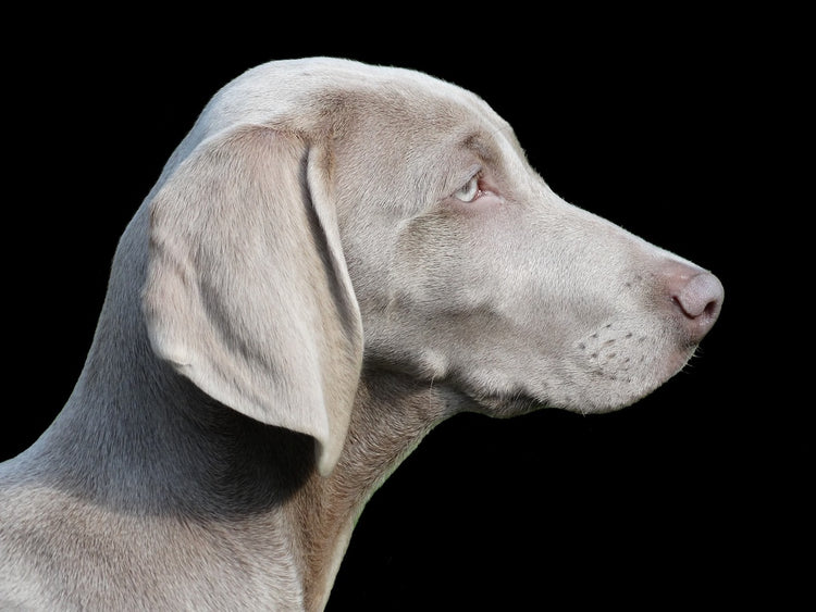 Fellpflege für Hunde