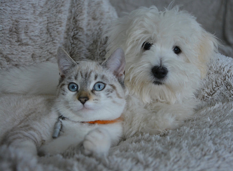 Hundebett Katzenbett Testsieger 2025