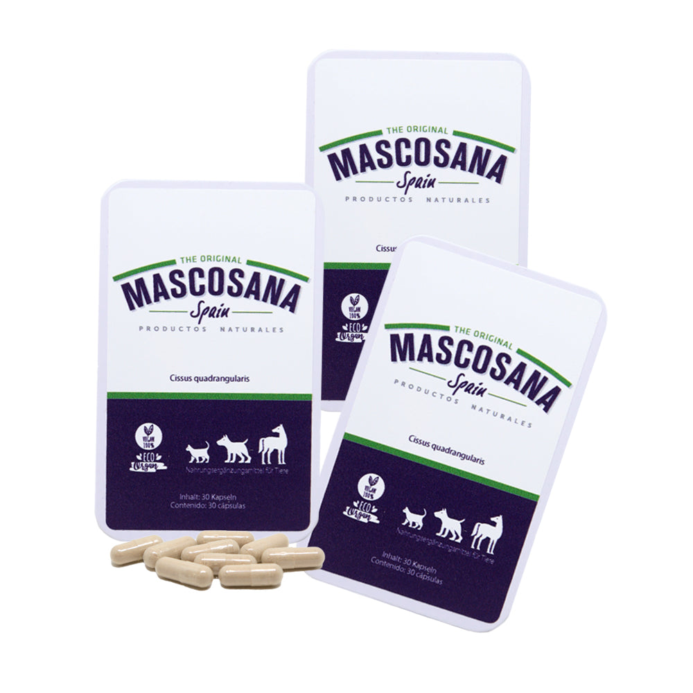 Mascosana - Cissus 3-Monats Gelenkkur für Hunde, Katzen & Pferde - 3 x 30 Kapseln Nahrungsergänzung für Gelenkschutz und Gewebeaufbau