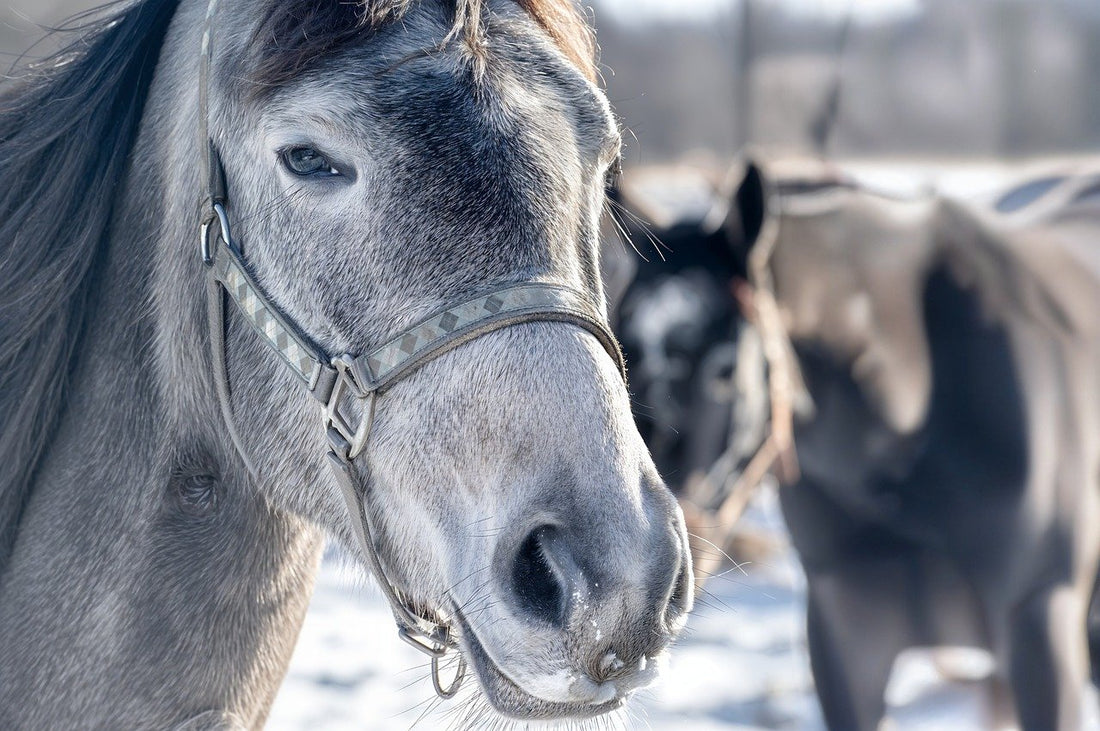 Wie unterstütze ich die Darmflora meines Pferdes natürlich?