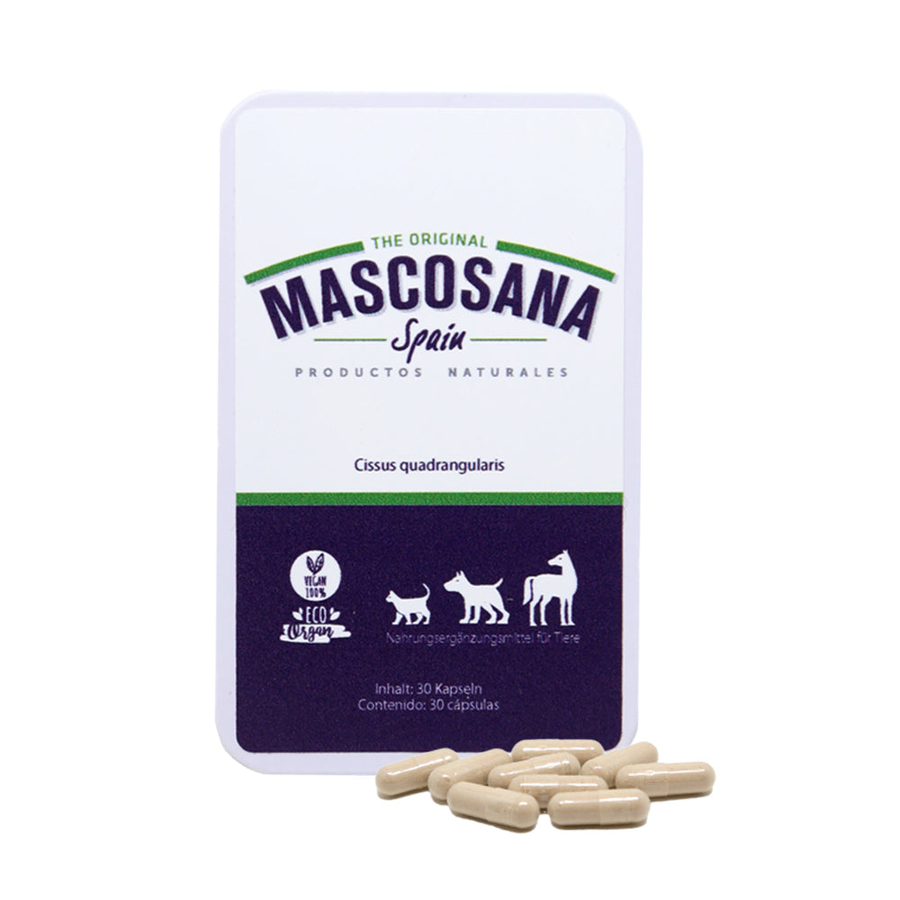 Mascosana Cissus 1 maand gezamenlijke behandeling voor dieren 30 capsules
